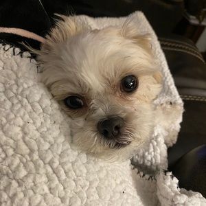 Meet your Posher, Tedra